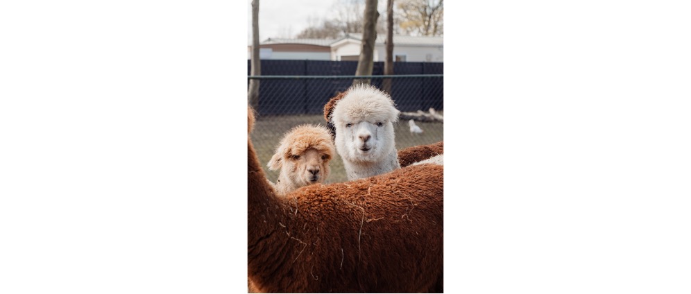 Geld inzamelen | Help kinderboerderij Pekela aan nieuwe verblijven | Doneeractie