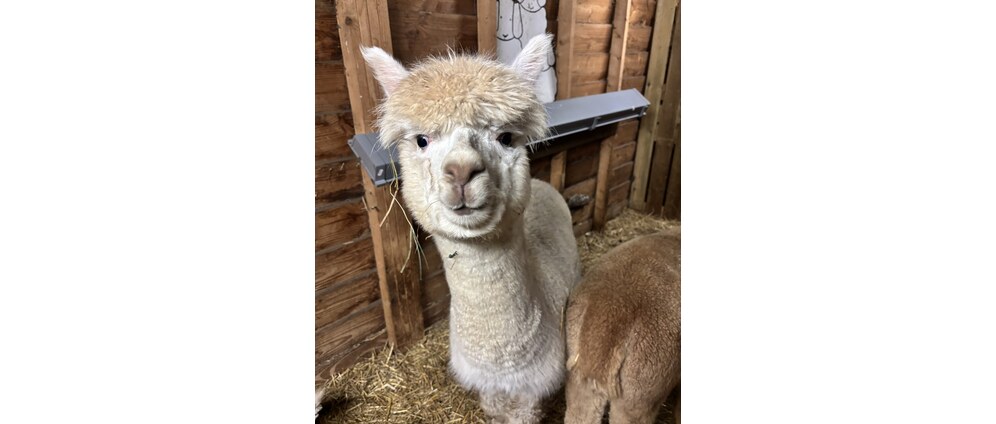 Geld inzamelen | Help kinderboerderij Pekela aan nieuwe verblijven | Doneeractie