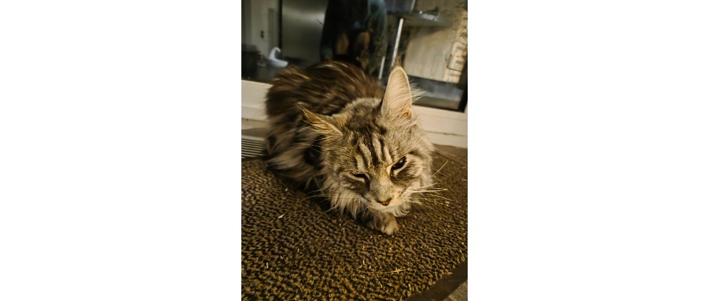 Geld inzamelen | Hulp Gezocht Red Fester! Dringende Oor Endoscopie | Doneeractie