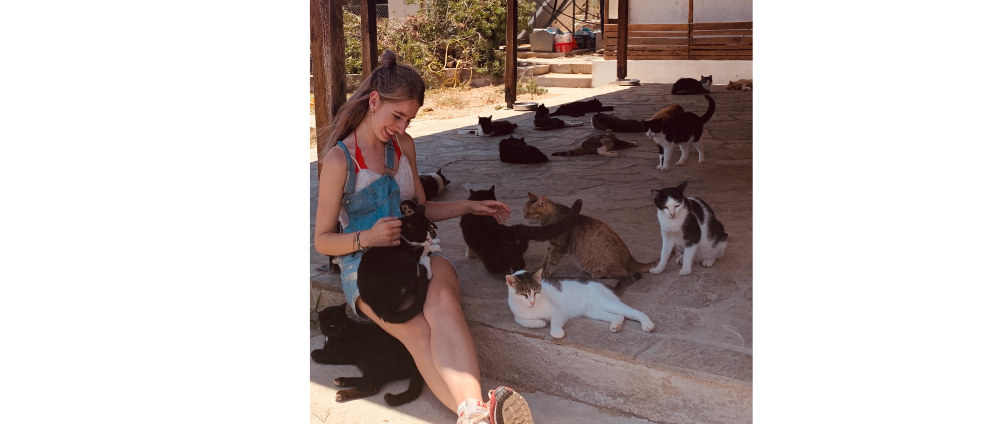 Geld inzamelen | Help Griekse straatkatten een nieuw leven te geven | Doneeractie