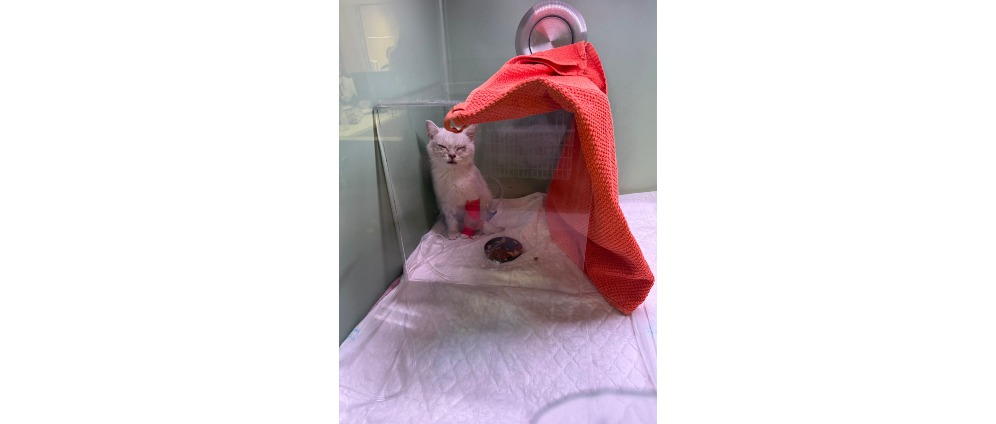 Geld inzamelen | Champi, de Britse korthaar baby | Doneeractie