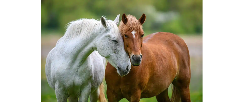 Geld inzamelen | Help mijn vriendin haar droom waarmaken | Doneeractie