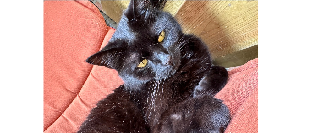 Geld inzamelen | mijn kat is ziek | Doneeractie