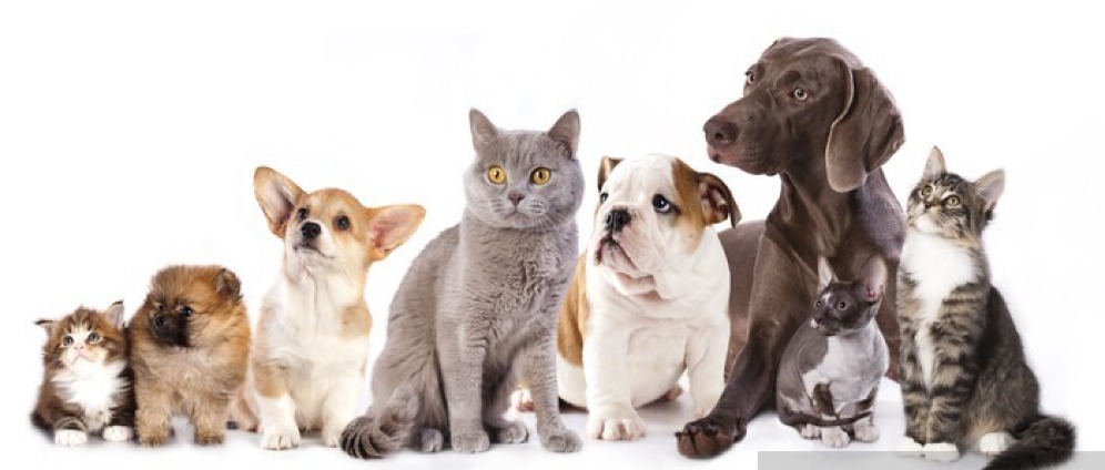 Geld inzamelen | Help onze natte neusjes. | Doneeractie