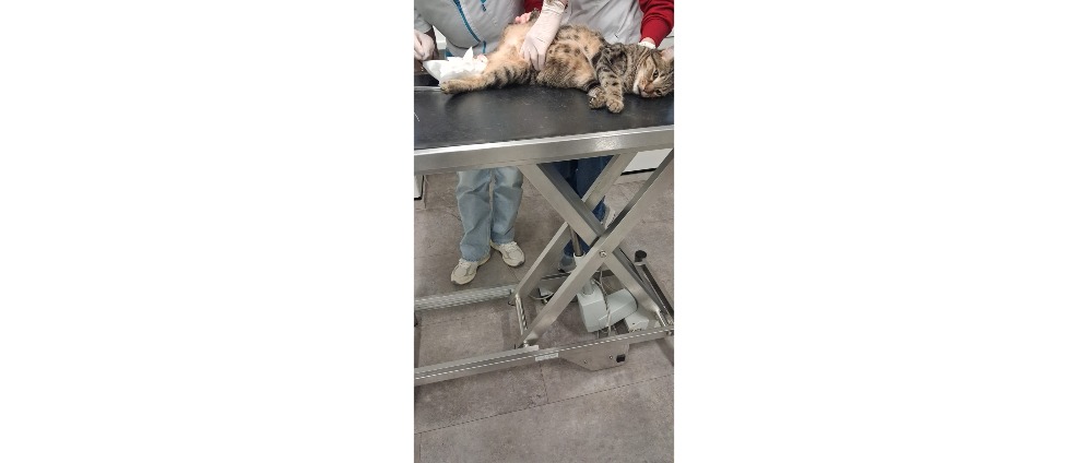 Geld inzamelen | Ons katje moet een levens reddende operatie krijgen | Doneeractie