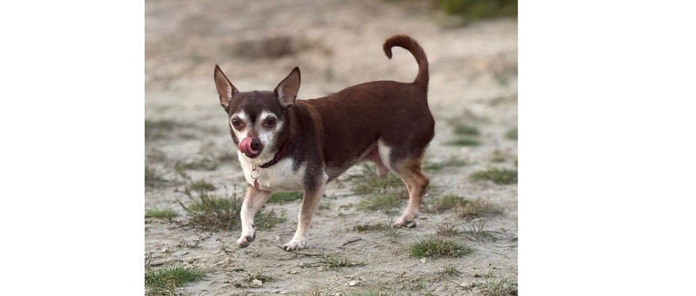 Geld inzamelen | Onze lieve Tyson gewond, help hem herstellen | Doneeractie