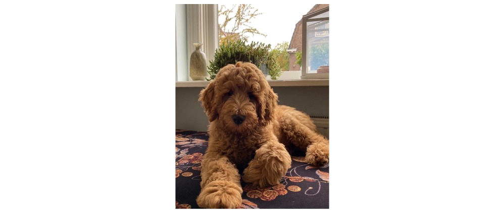 Geld inzamelen | Onze hond is aangereden | Doneeractie