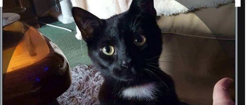 Geld inzamelen | Boodschappen en mijn kat | Doneeractie