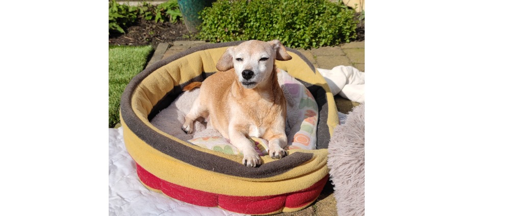Geld inzamelen | Nieuw gebit voor lucy | Doneeractie