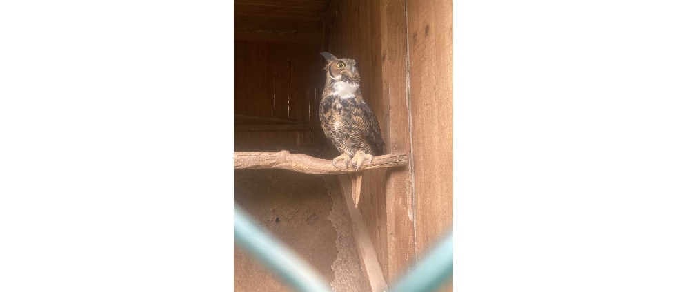 Geld inzamelen | Help me vogel | Doneeractie