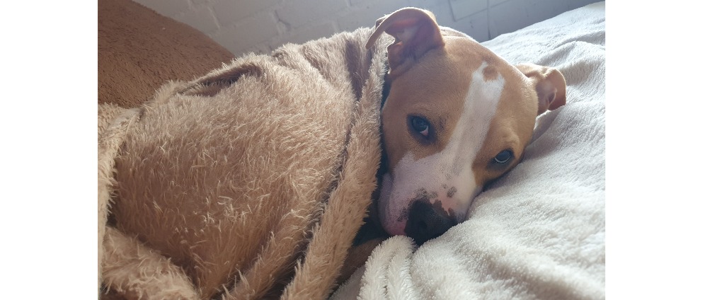 Geld inzamelen | Gebeten hond mensen zijn veder gegaan zonder om te kijken naar me leven doggy | Doneeractie