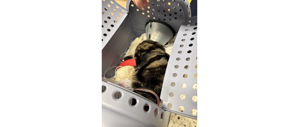 Geld inzamelen | Save our cat | Doneeractie