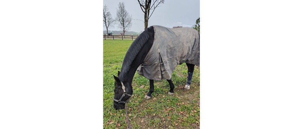 Geld inzamelen | Dierenartskosten lieve Hanna | Doneeractie