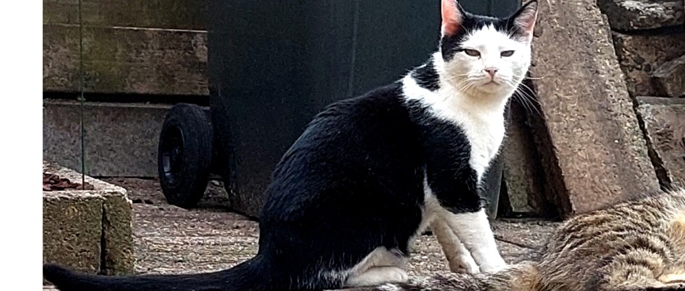 Geld inzamelen | Help mijn kater minous | Doneeractie