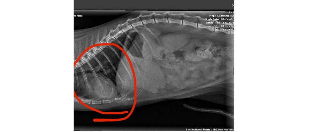 Geld inzamelen | 9 month old kitten Nallah is fighting for her life emergency heart failure | Doneeractie