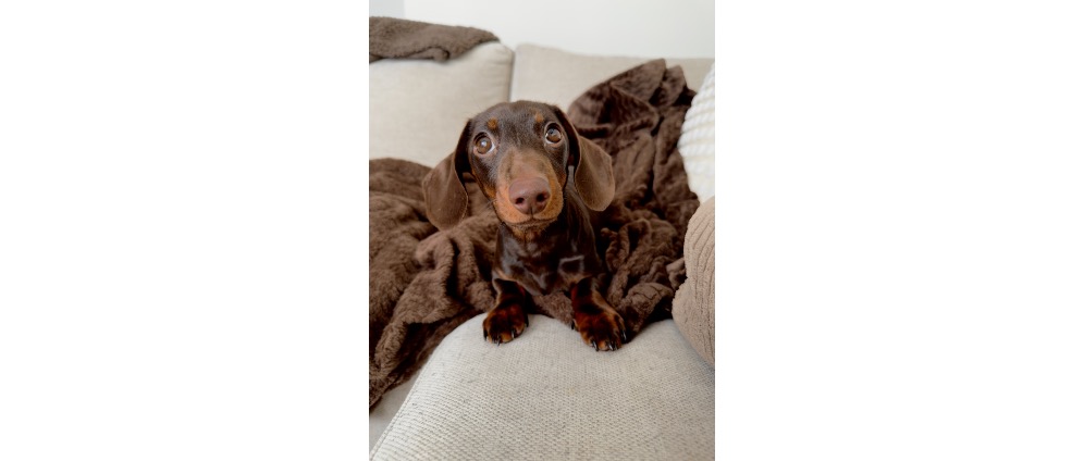 Geld inzamelen | Onze lieve teckel doodziek | Doneeractie