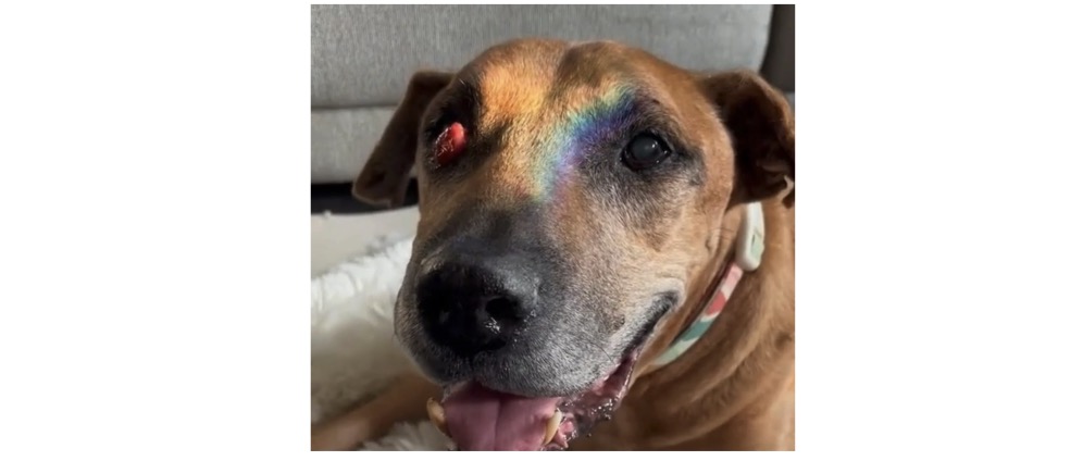 Geld inzamelen | Operation of Teddy ️ | Doneeractie