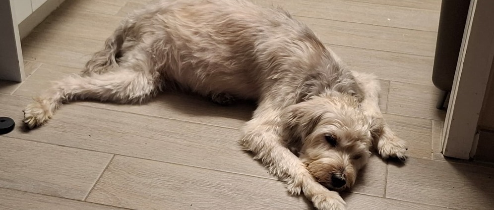 Geld inzamelen | Hulp gevraagd voor zieke Cisco | Doneeractie