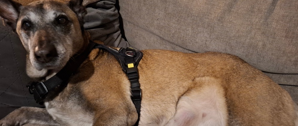 Geld inzamelen | Operatie voor mijn hond, sterilisatie en melkklierbulten weg laten halen. | Doneeractie