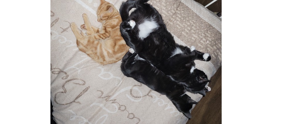 Geld inzamelen | Spoedeisende dierenartskosten voor gabber, Ik heb echt hulp nodig na | Doneeractie