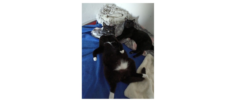 Geld inzamelen | Cathouse in troubles | Doneeractie