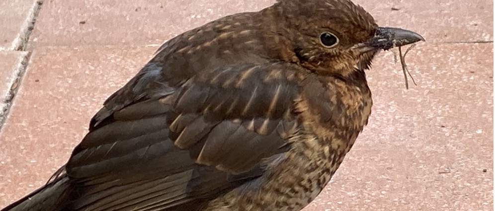 Geld inzamelen | Help gezin van 4 met het houden van het huis | Doneeractie