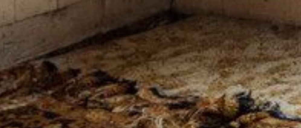 Geld inzamelen | Help Grietje dat zij in haar huis kan blijven | Doneeractie