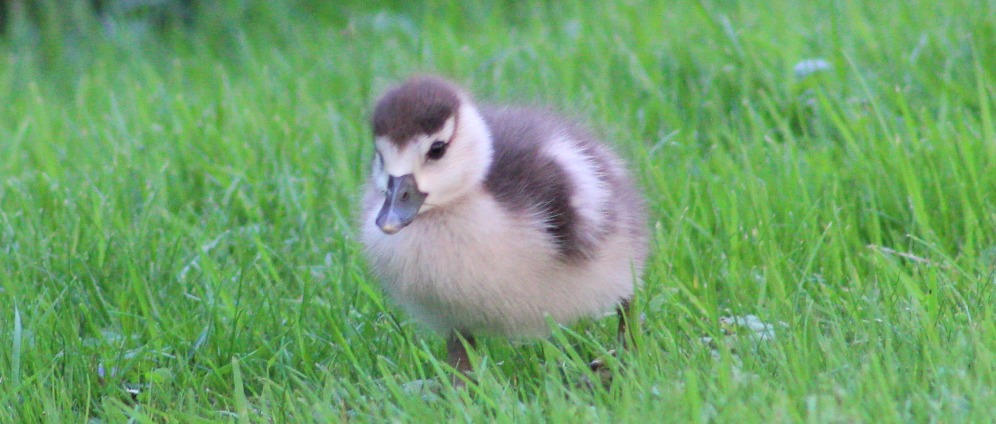 Geld inzamelen | Help de babyeendjes vóór dat het misgaat doneer voor eendentrappen | Doneeractie