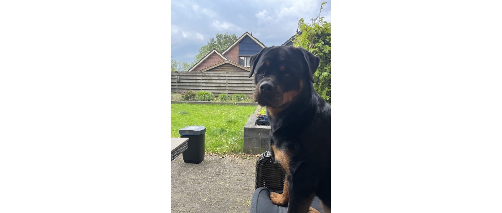 Geld inzamelen | Help Charlie | Doneeractie