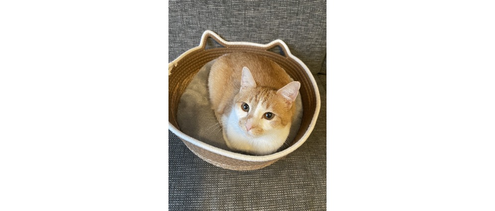 Geld inzamelen | Geen geld voor de dierenarts | Doneeractie