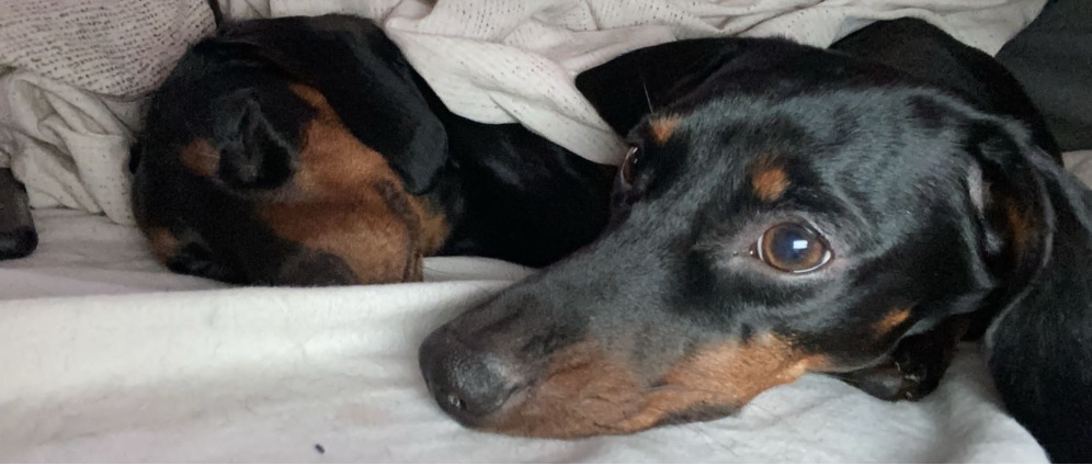 Geld inzamelen | 2 Teckels hebben uw hulp nodig | Doneeractie