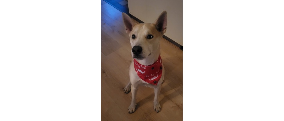 Geld inzamelen | Red de dieren. Tegen dierenleed | Doneeractie