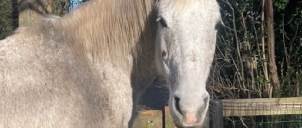 Geld inzamelen | Paard in nood | Doneeractie