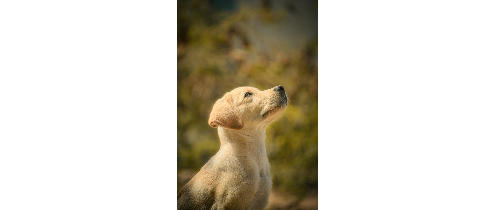 Geld inzamelen | Haar hond is haar houvast, help haar liefdevol afscheid nemen | Doneeractie