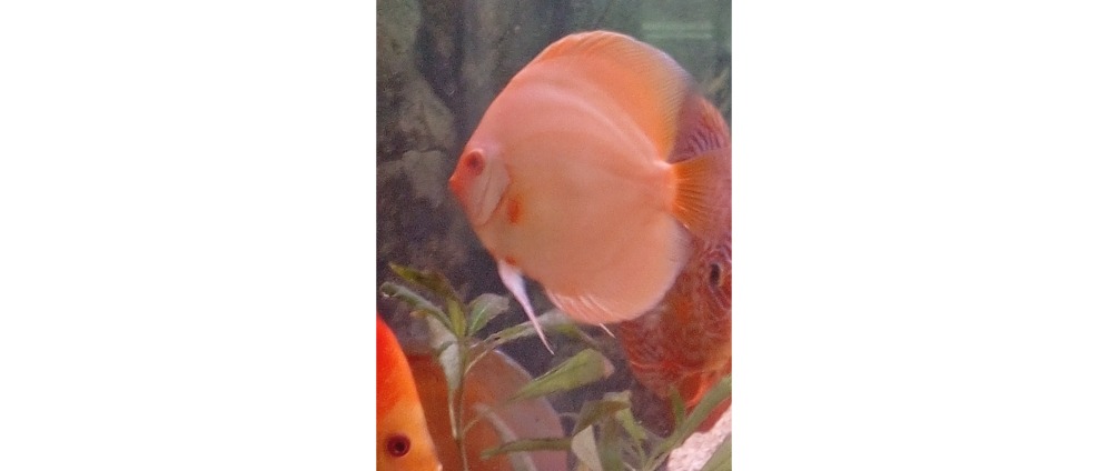 Geld inzamelen | Onkosten door lakage | Doneeractie