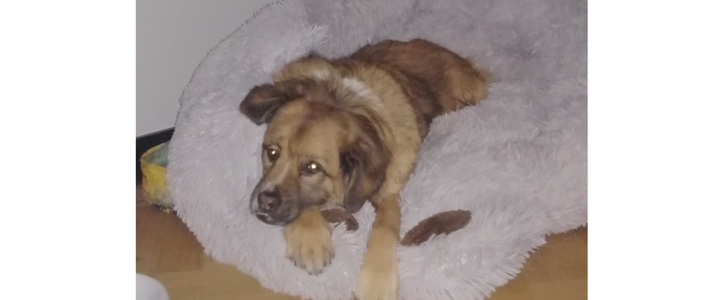 Geld inzamelen | Help Diesel overleven | Doneeractie