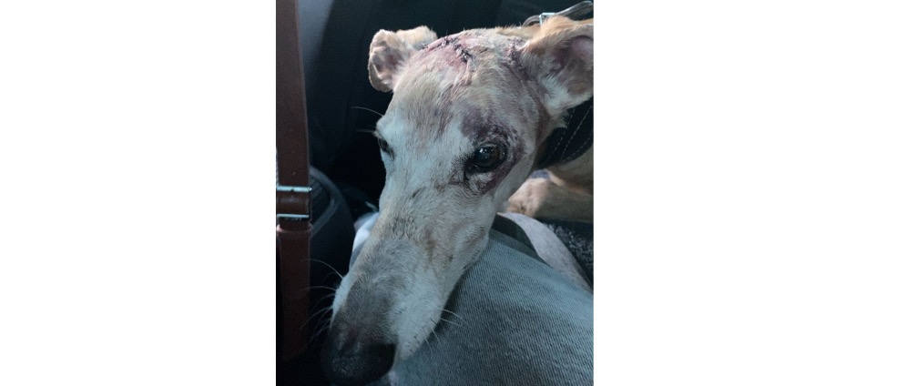 Geld inzamelen | dringende operatie Oscar | Doneeractie