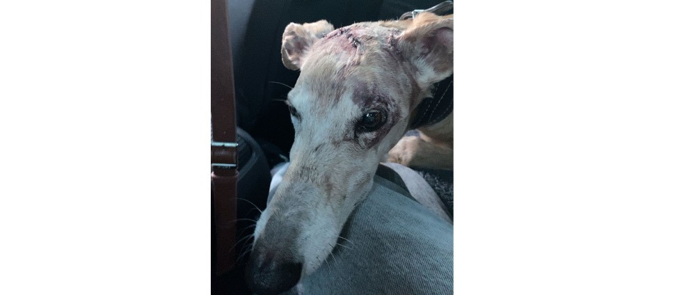 Geld inzamelen | Help Oscar! | Doneeractie