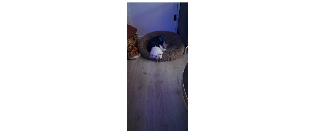 Geld inzamelen | Voor lieve Chica | Doneeractie