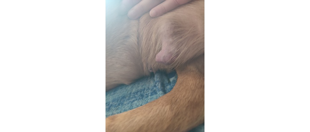 Geld inzamelen | Operatie tumor tepel hond | Doneeractie