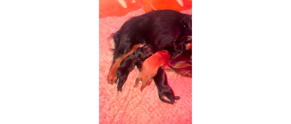 Geld inzamelen | Te hoge dierenarts kosten te betalen | Doneeractie