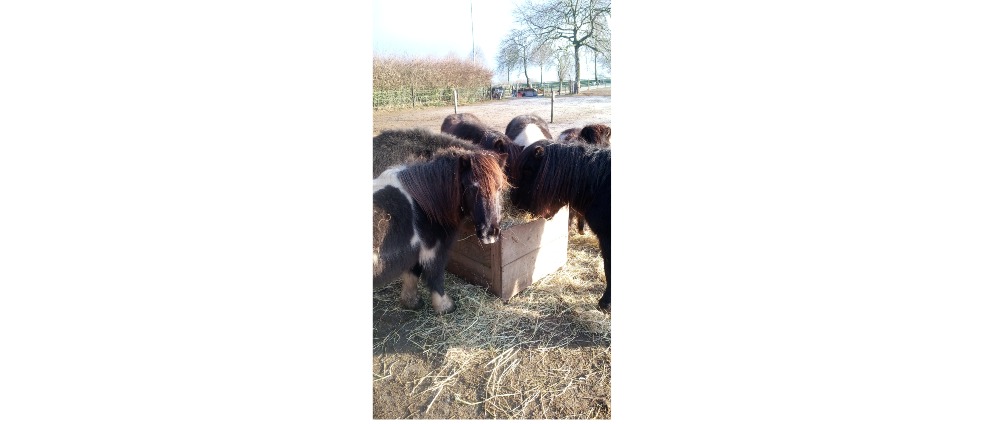 Geld inzamelen | Boete pony rescue stable en hulp aan dieren pony,s | Doneeractie