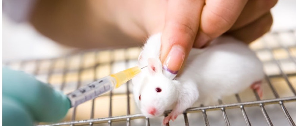 Geld inzamelen | Jong in actie tegen dierproeven | Doneeractie