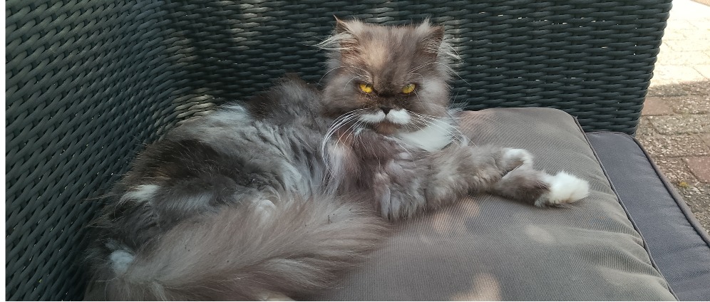 Geld inzamelen | Operatie Elly, Nierfalen | Doneeractie