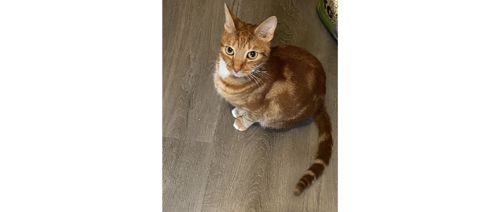 Geld inzamelen | Help onze kater weer op 4 poten | Doneeractie