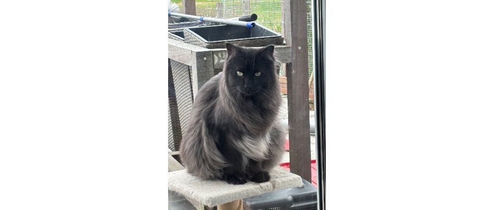 Geld inzamelen | Help Smocky zijn dodelijke ziekte overwinnen | Doneeractie