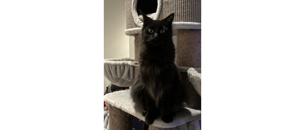 Geld inzamelen | Help Smocky zijn levensgevaarlijke ziekte overwinnen | Doneeractie