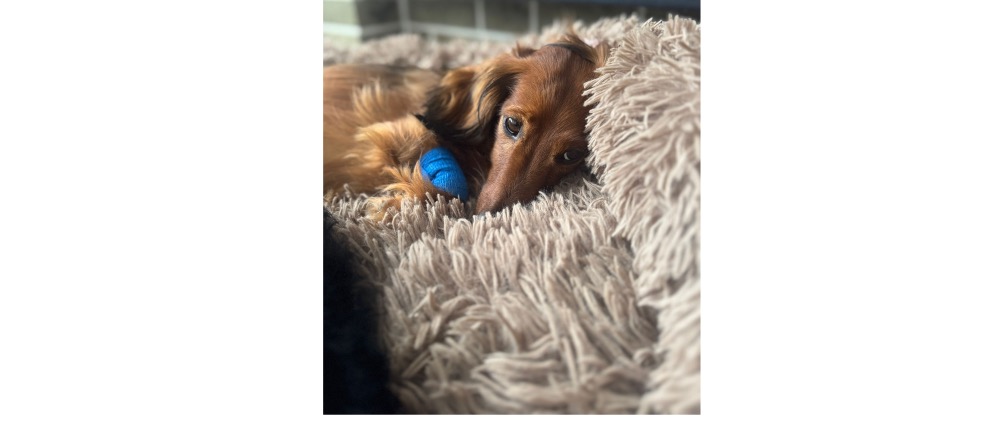 Geld inzamelen | Dringende rugoperatie nodig voor mijn hond | Doneeractie