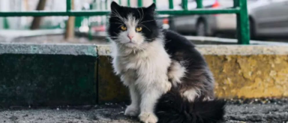 Geld inzamelen | Eten voor zwerfkatten | Doneeractie