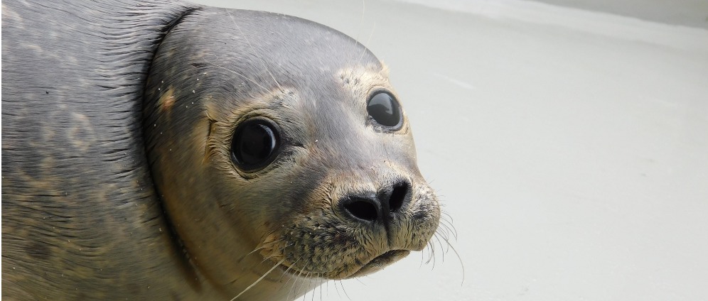 Geld inzamelen | Red zeehond Barbara | Doneeractie